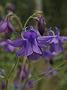 Semiaquilegia ecalcarata